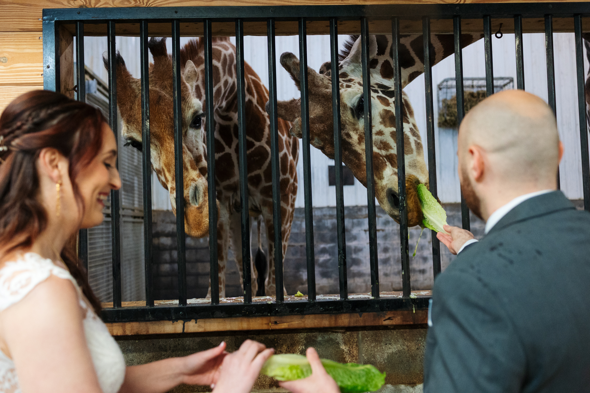 Beautiful Colorful Creative Elmwood Park Zoo Wedding Photography Photographer Rainy Day Love Best Norristown Photographer